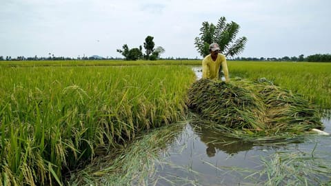 Nông dân vớt lúa đổ ngã trong ruộng ngập nước