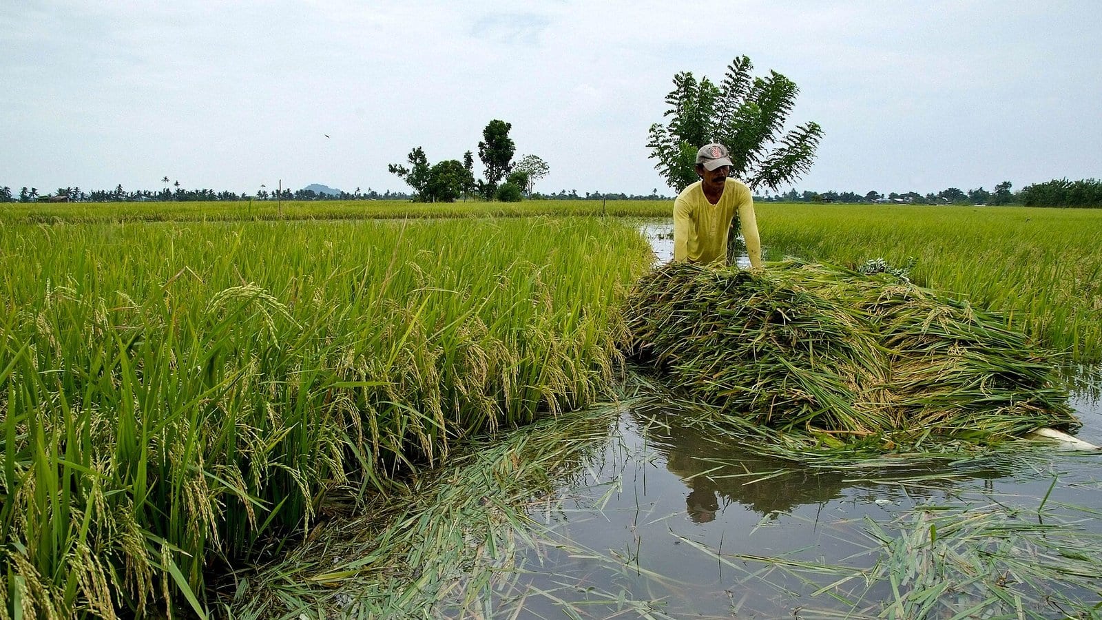 Nông dân vớt lúa đổ ngã trong ruộng ngập nước