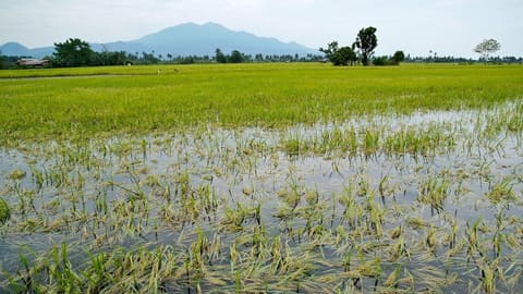 Ruộng lúa ngập nước sau mưa lớn