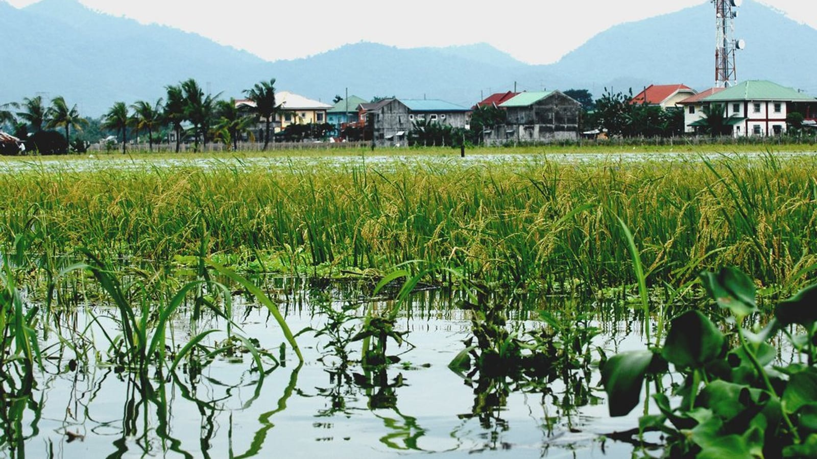 Ruộng lúa ngập trắng nước ven làng