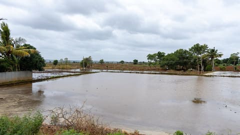Ruộng ngập nước sau cơn mưa