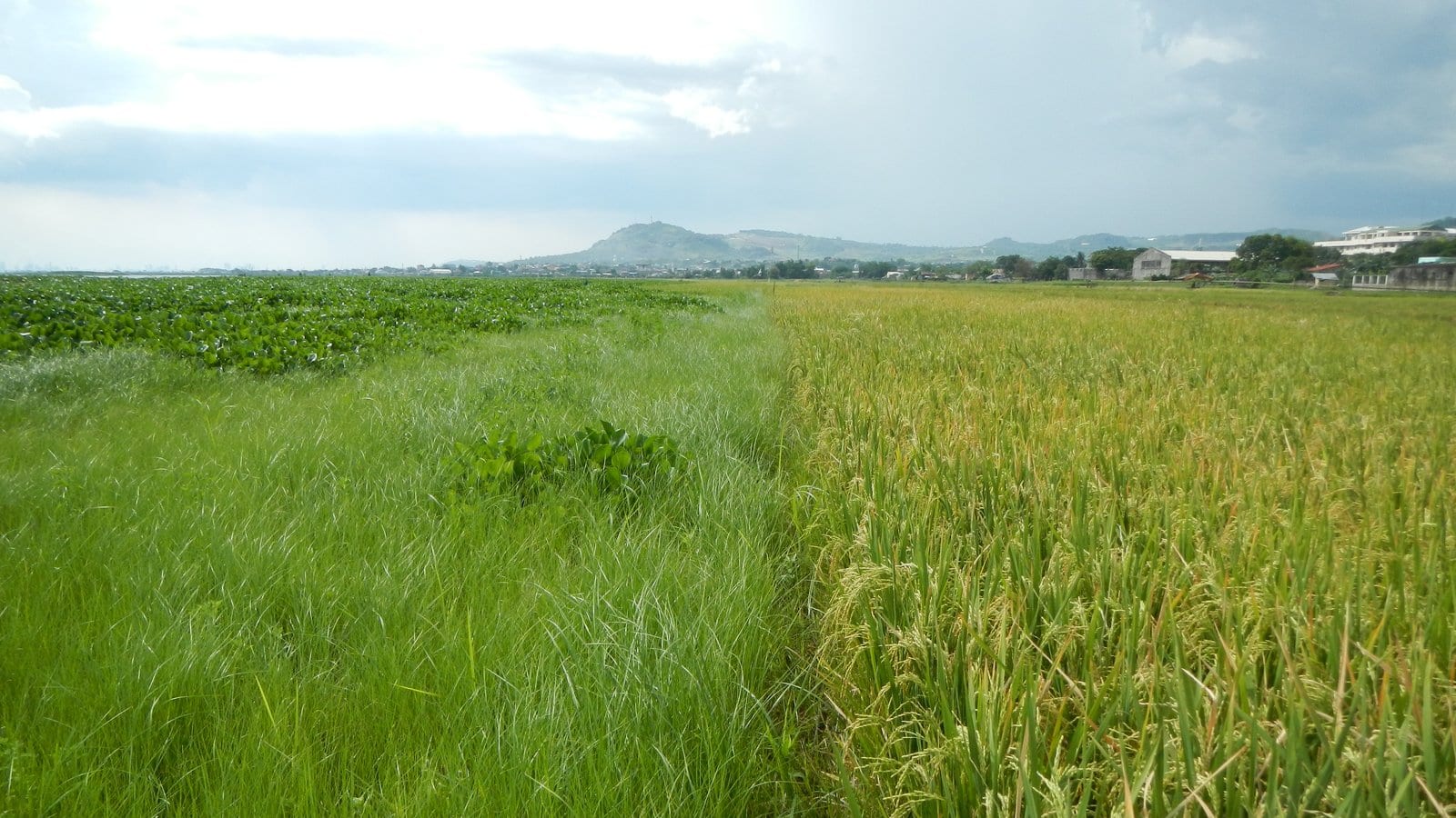 Ruộng lúa xanh dưới trời quang mây