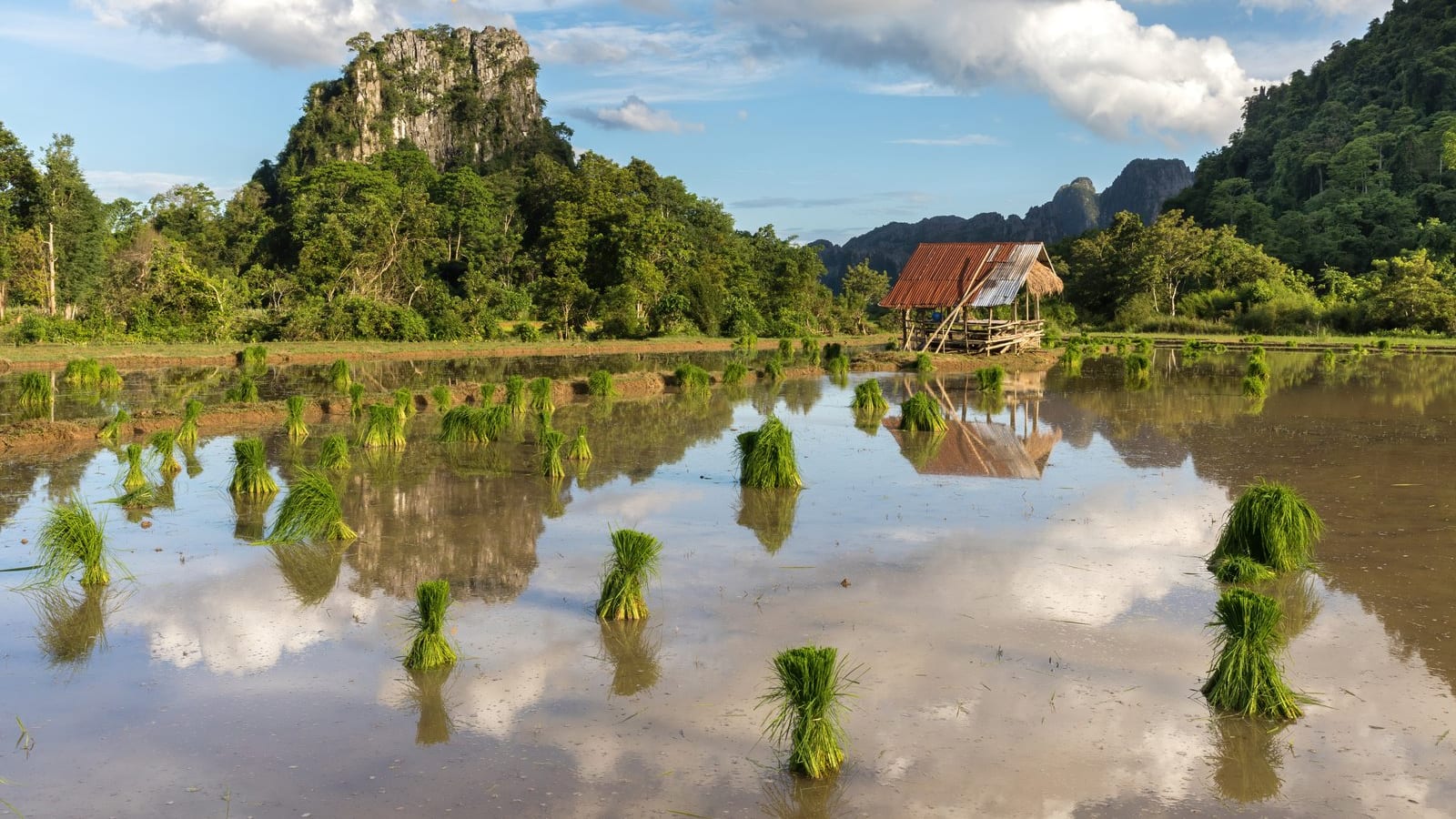 Ruộng nước phẳng lặng dưới trời nắng trong xanh